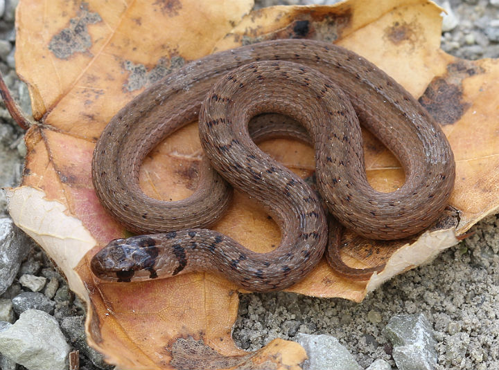  Brown Snake